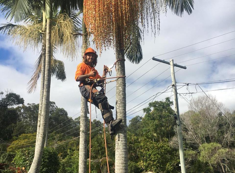 Man removing berries from palm tree