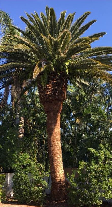 After photo of Palm tree cleared