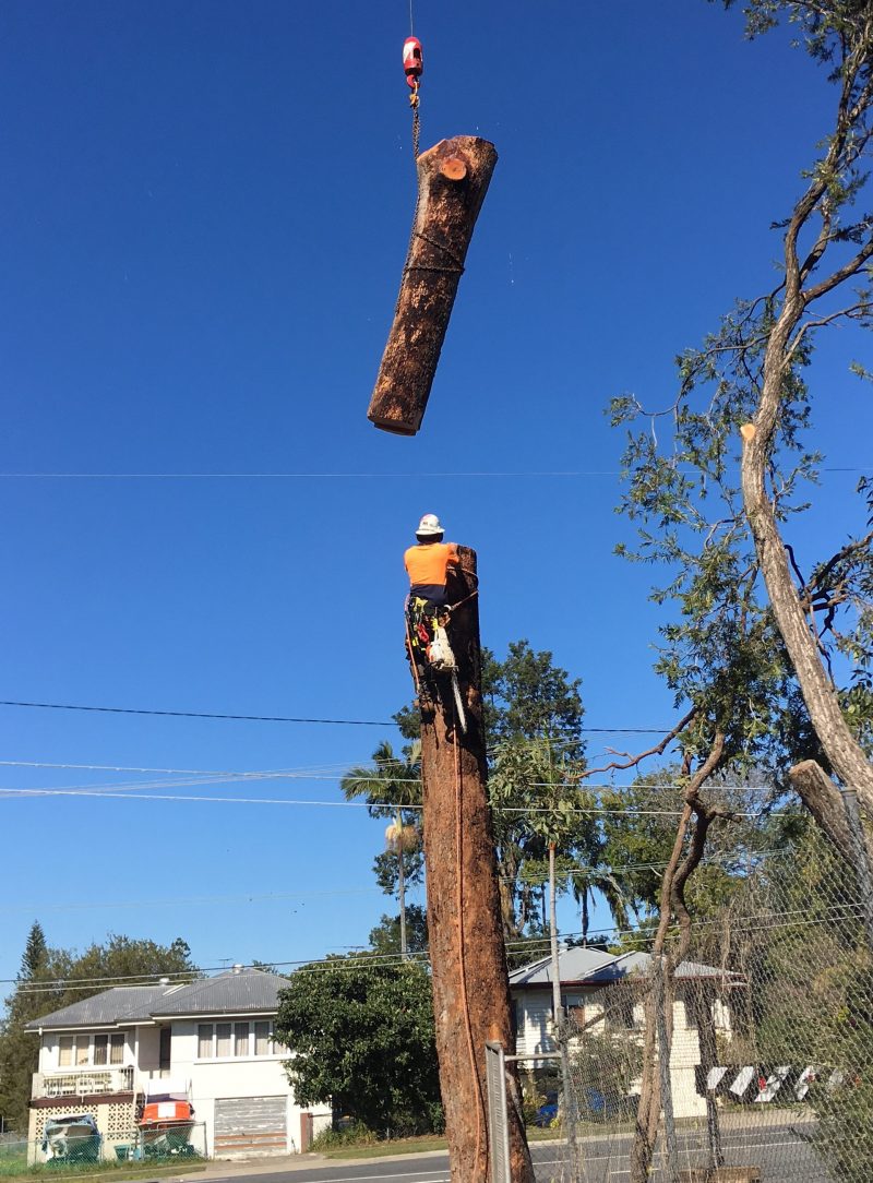 Tree Removal and Stump Grinding in Brisbane