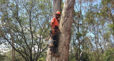 Hire an arborist for tree maintenance in Brisbane.