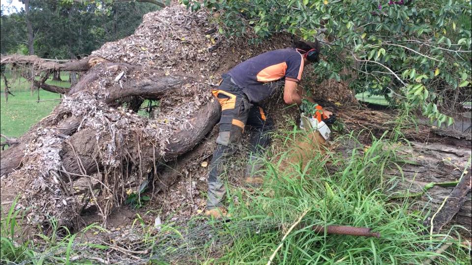 Alex the Arborist clearing large fallen tree
