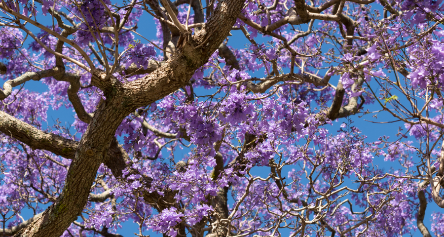 Tree Report: Jacaranda