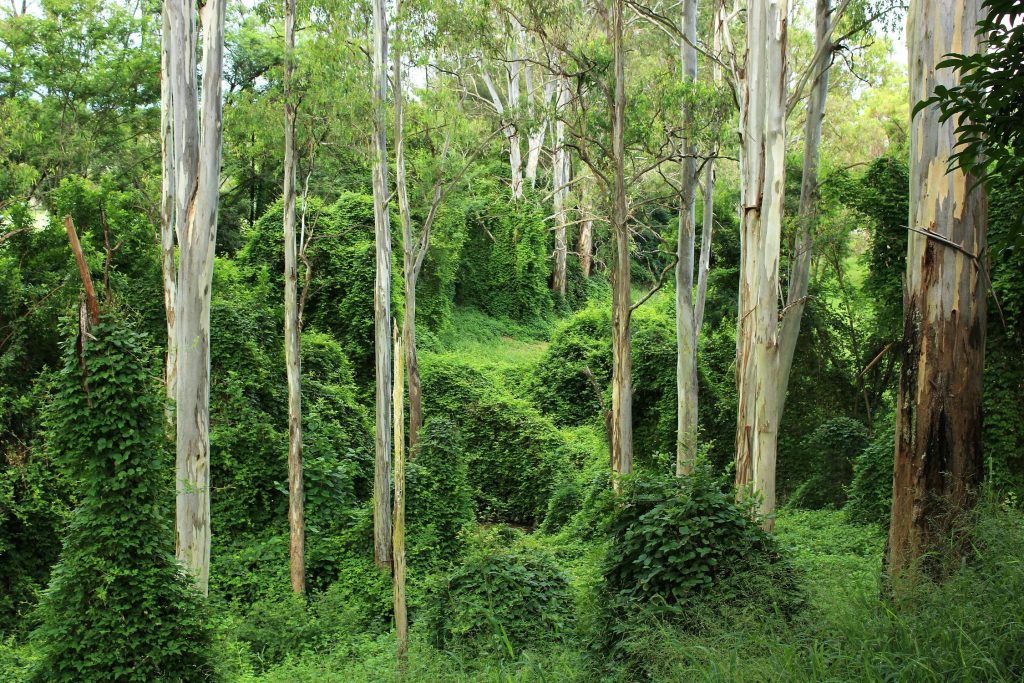 Tree of the Month: Gum Tree 