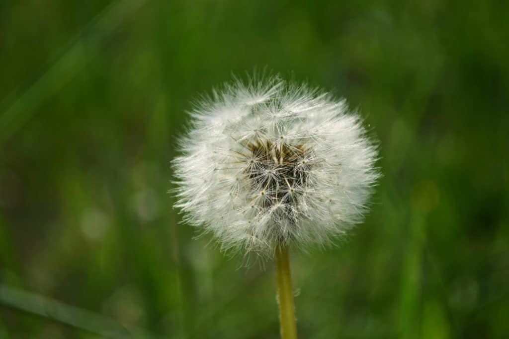 Trees Can Be Weeds Too