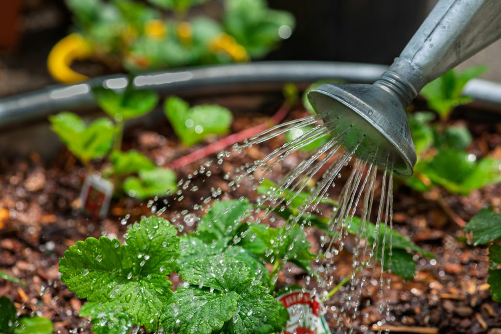 Ways To Keep the Water in Your Soil This Summer
