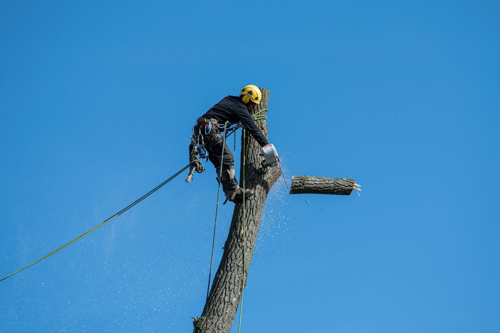 Hiring a Qualified Arborist? A Checklist for Your Peace of Mind