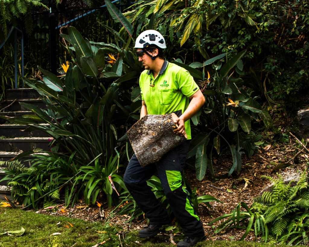 The New Year’s Resolution for Your Garden: Stop Procrastinating on That Stump