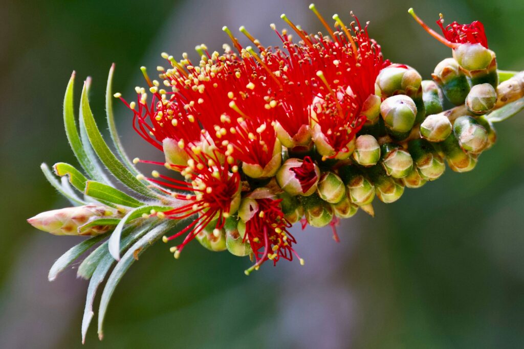 What Trees Attract Native Birds to Your Backyard?