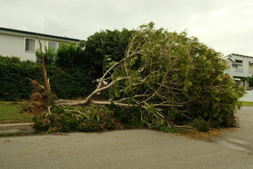 The Real Cost of Ignoring Tree Maintenance in Queensland’s Wet Season