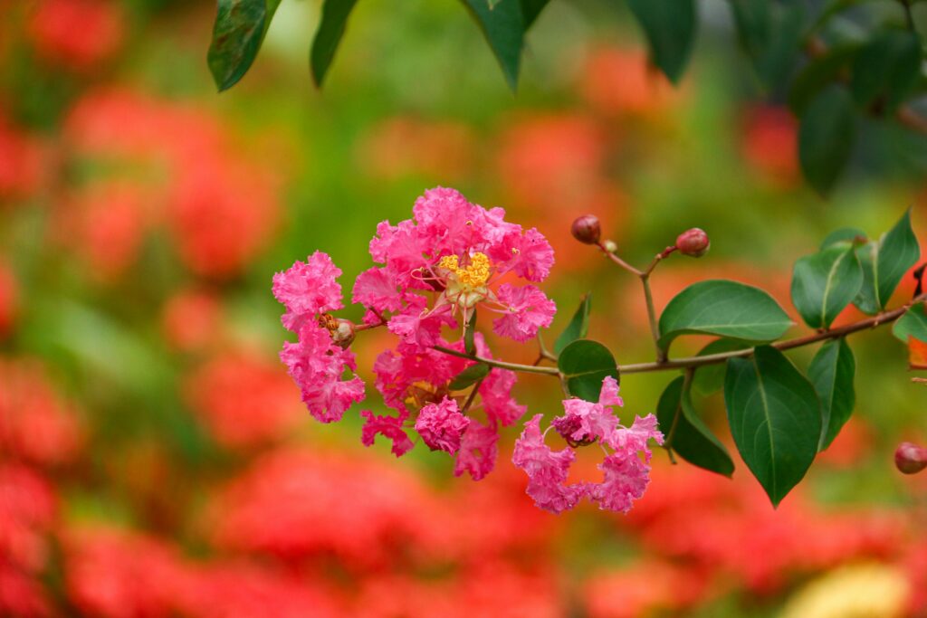 Native Trees That Thrive in Brisbane’s Climate