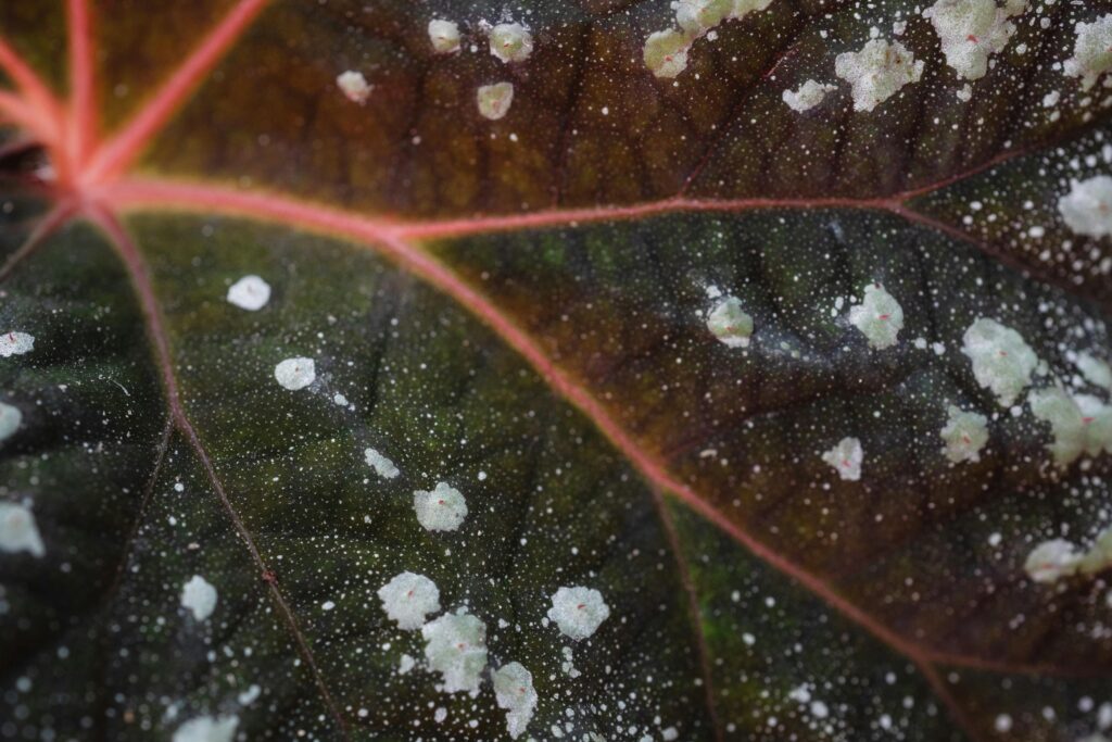 Tree Diseases in Autumn and What To Do About Them