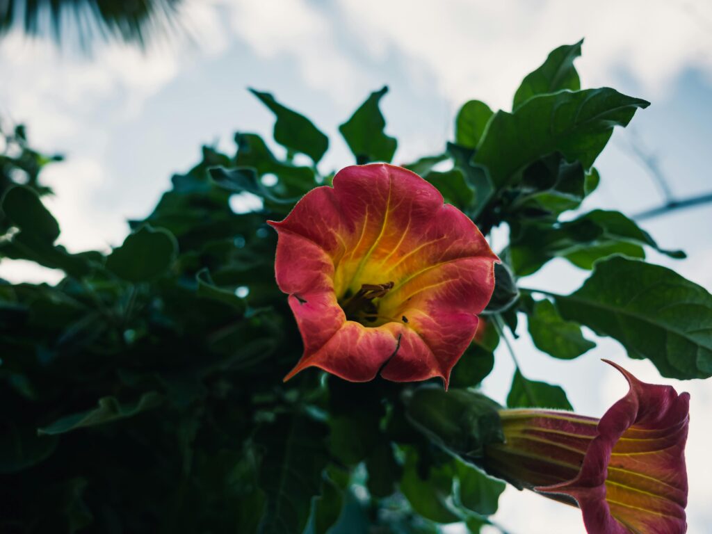 More Than A Pretty Face: A Guide to Brisbane’s Most Common Poisonous Plants