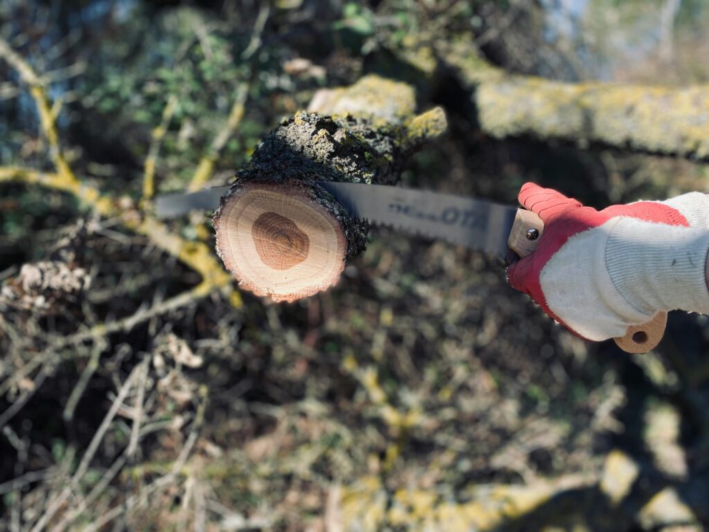 Prepare and Protect: Your Tree Care Checklist for Brisbane