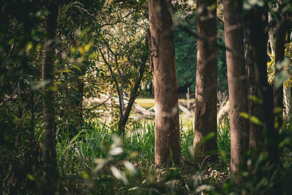 Do I need council approval to remove a tree in Brisbane?