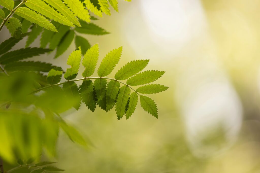 Noise, Allergies and Trees, Choosing Species That Keep the Peace with Your Neighbours