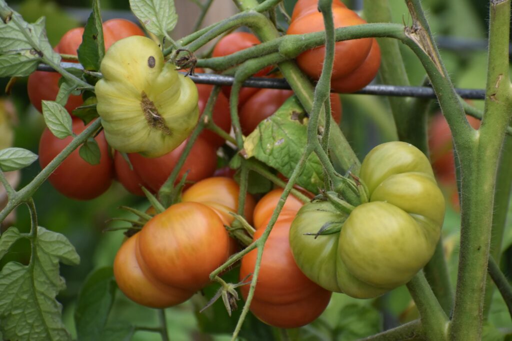 How To Grow Your Own Edible Garden in Brisbane