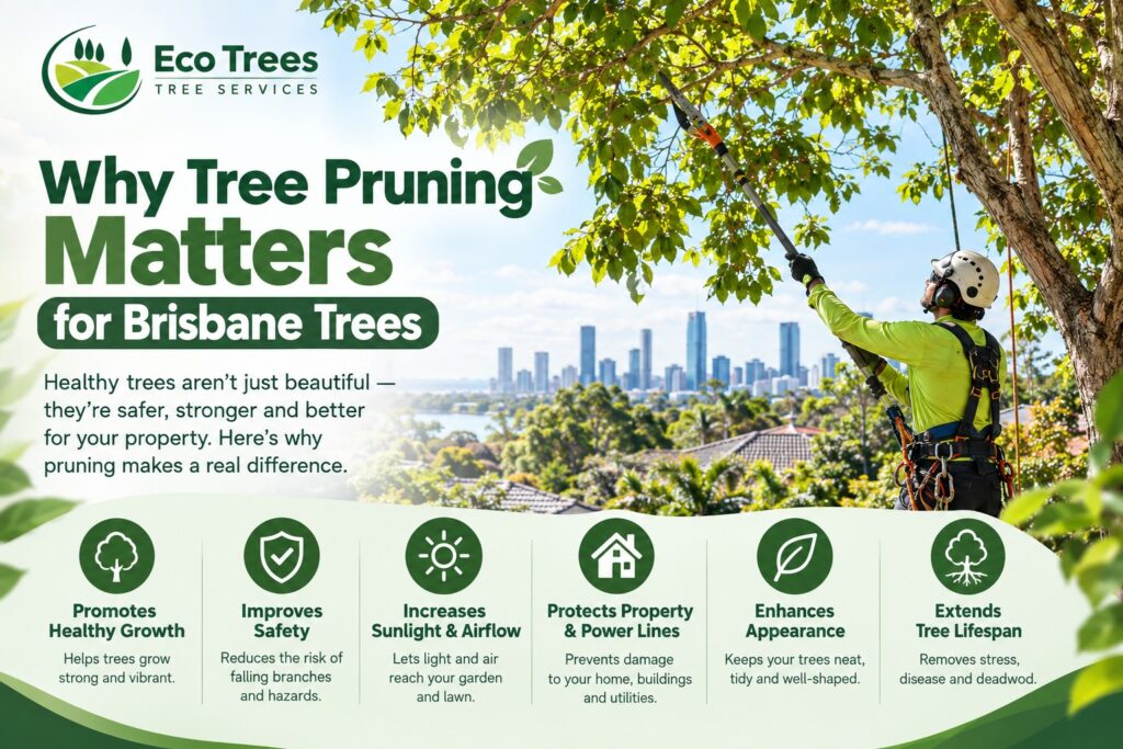 Why Tree Pruning Matters: A Brisbane Homeowner’s Guide