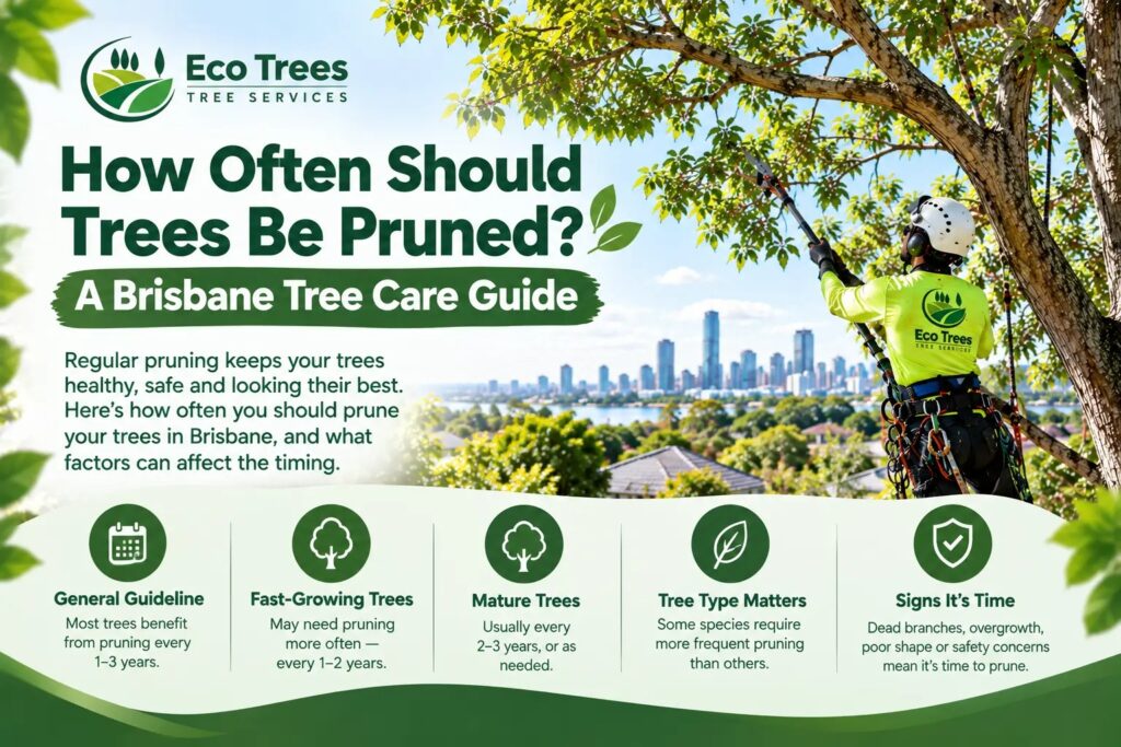 How Often Should Trees Be Pruned? A Brisbane Tree Care Guide