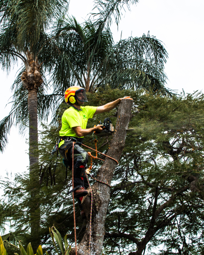 Palm Cleaning and Removal 1